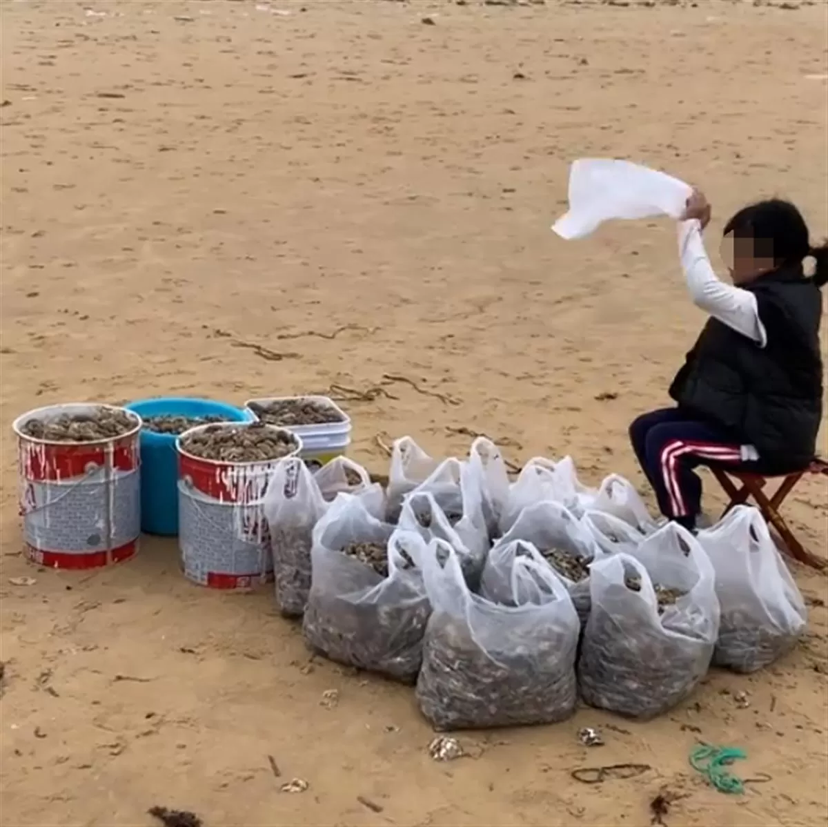 收获满满 烟台女子沙滩捡30斤虾 有人开三轮车‘进货’