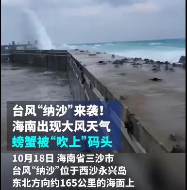 大自然的馈赠 三沙的螃蟹被台风吹飞上岸