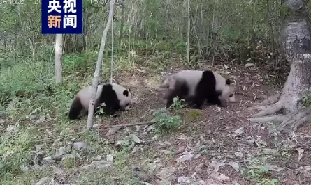 调皮又可爱 秦岭再现大熊猫“遛娃”