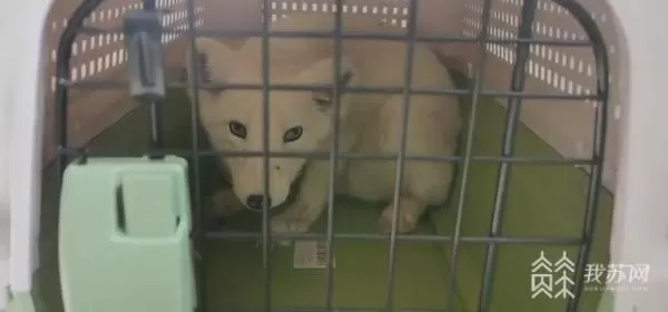 南京一市民在路边捡到北极狐 民警帮它找到新家