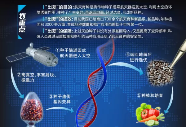 太空水稻回家啦 在太空生长120天的水稻有啥不一样