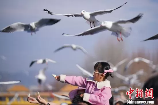 云南昆明滇池畔人鸥同乐