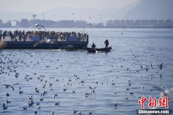 云南昆明滇池畔人鸥同乐