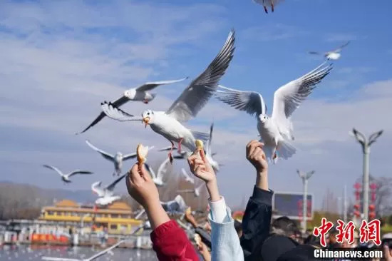 云南昆明滇池畔人鸥同乐