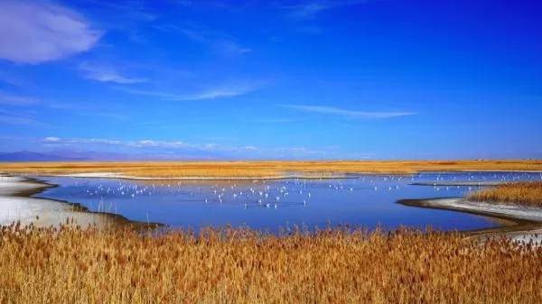 我国新增国际重要湿地18处 跟随镜头一同领略中国湿地之美