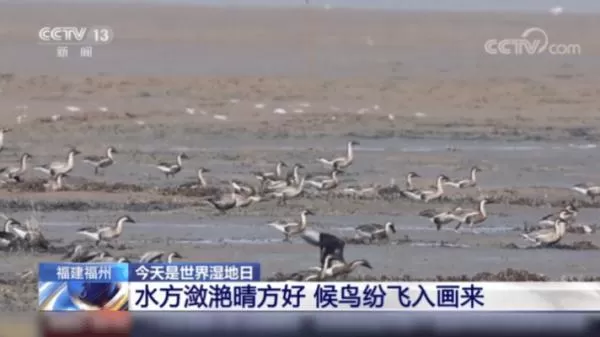 我国新增国际重要湿地18处 跟随镜头一同领略中国湿地之美