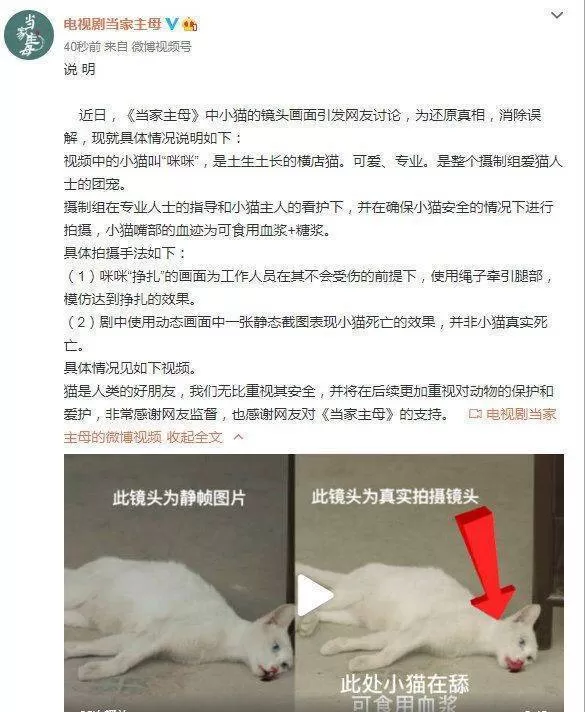 7个月 剧组虐猫事件造谣者被判刑 虐猫事件回顾