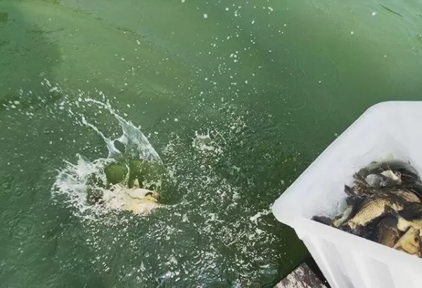 女子放生2.5万斤鲇鱼祈福 结果死鱼布满了整个湖面