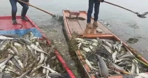 女子放生2.5万斤鲇鱼祈福 结果死鱼布满了整个湖面