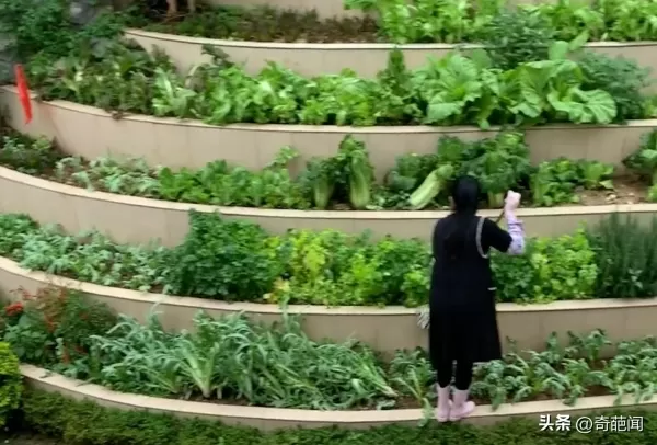 女子在后院打造6层菜园   各种蔬菜自给自足羡煞网友