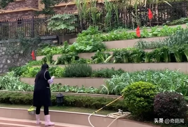 女子在后院打造6层菜园   各种蔬菜自给自足羡煞网友
