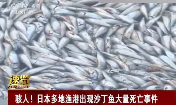 日本多地渔港出现大量死亡沙丁鱼 总重达90吨 当地渔民：近30年首次见到