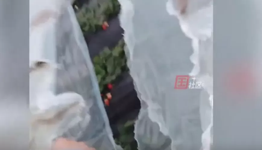 小偷为偷草莓撕坏农户塑料大棚
