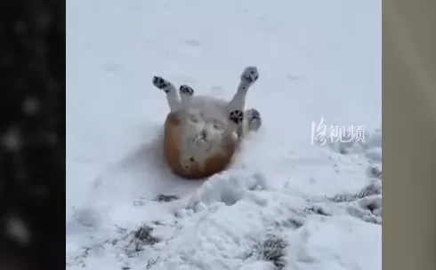 暴雪后网友开启雪地洗刷刷模式